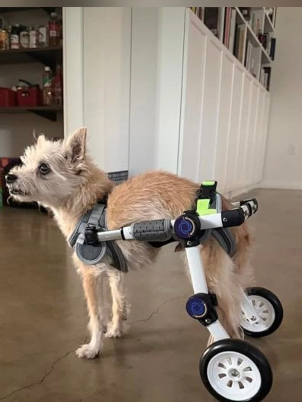 LetPetRun Hind Leg Adjustable Dog Wheelchair for XXS Dogs  Mobility Cart Support